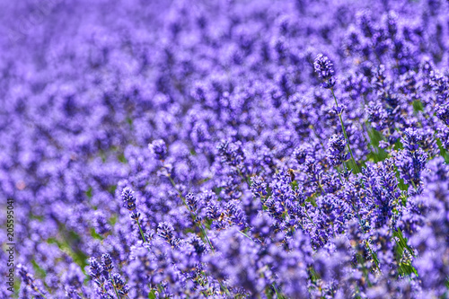 A field of lavander Lavandula with selective focus  portions purposely out of focus for emotional reasons or space for copy