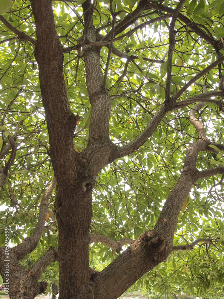 big tree big tree
