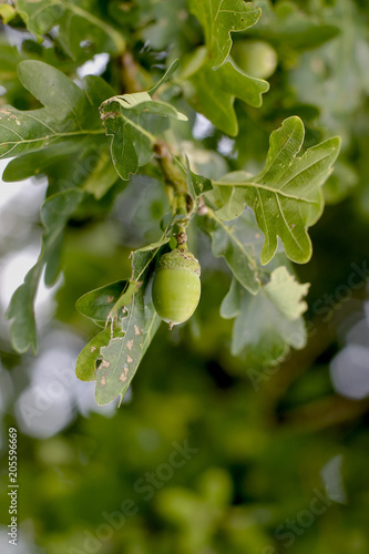 Eichel, Frucht der Eiche (Quercus robur - Quercus pendunculata)