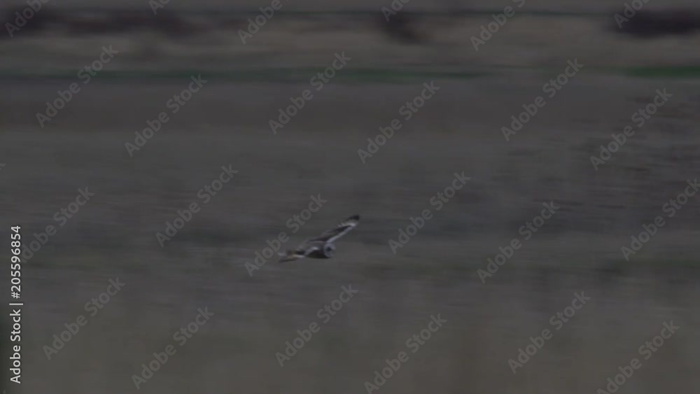 Short-eared owl lands in field when hunting Short-eared owl lands in field when hunting