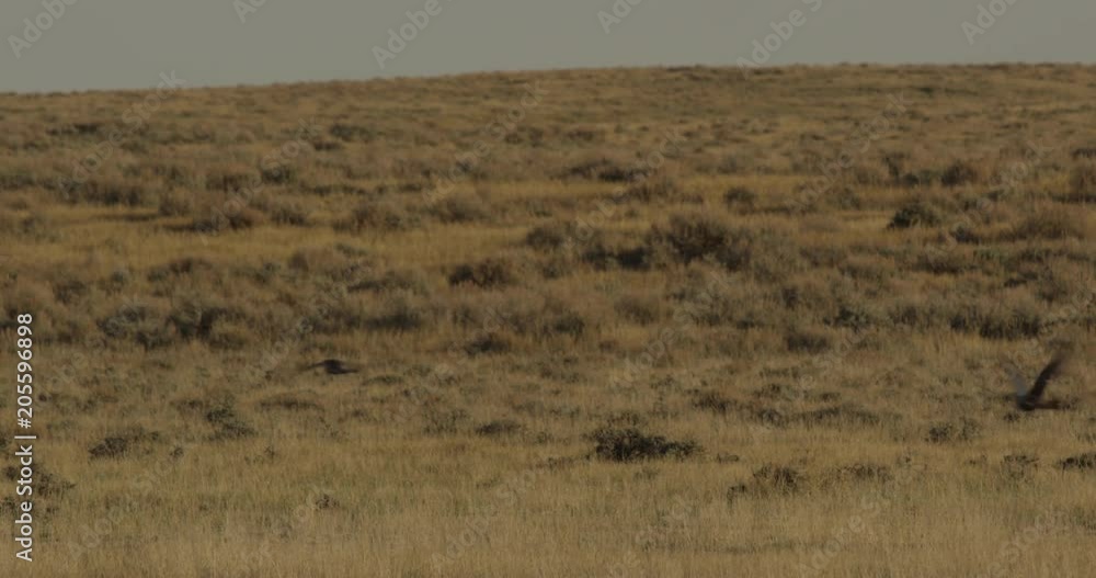 Sage grouse fly off from prairie lek in morning light Sage grouse fly off from prairie lek in morning light