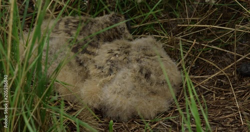 Baby short eared owlets on ground nest extreme close photo