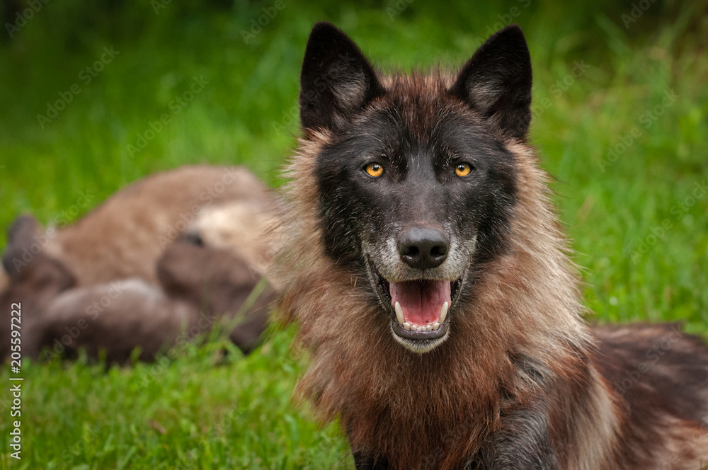 Grey Wolf (Canis lupus) With Pups in Background