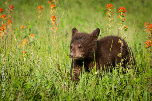 Black Bear Cub (Ursus americanus) Walks Through Indian Paintbrush and Grass © hkuchera