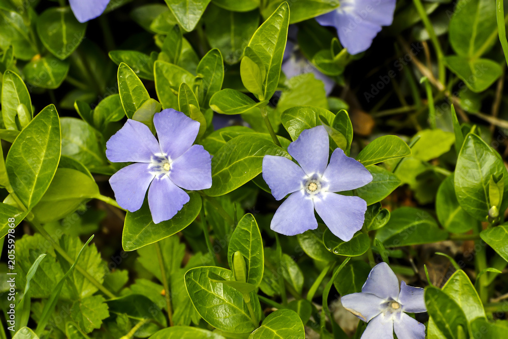 Kleines Immergrün (Vinca minor) im Frühsommer Kleines Immergrün (Vinca minor) im Frühsommer