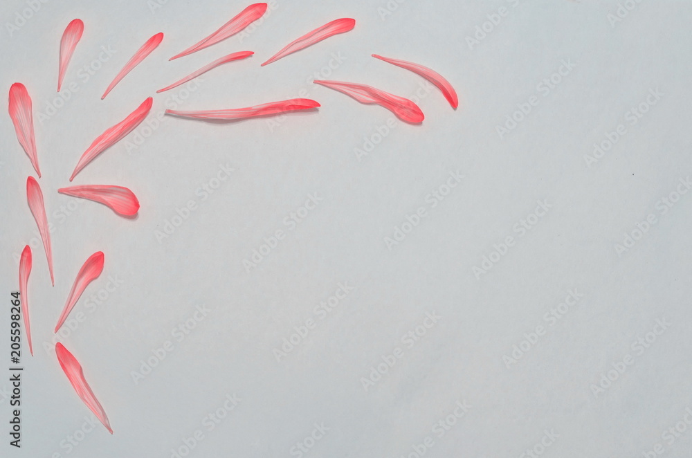 petals frame gray background petals frame gray background