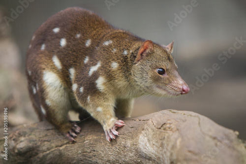Cute Looking Spotted Quoll © Craig
