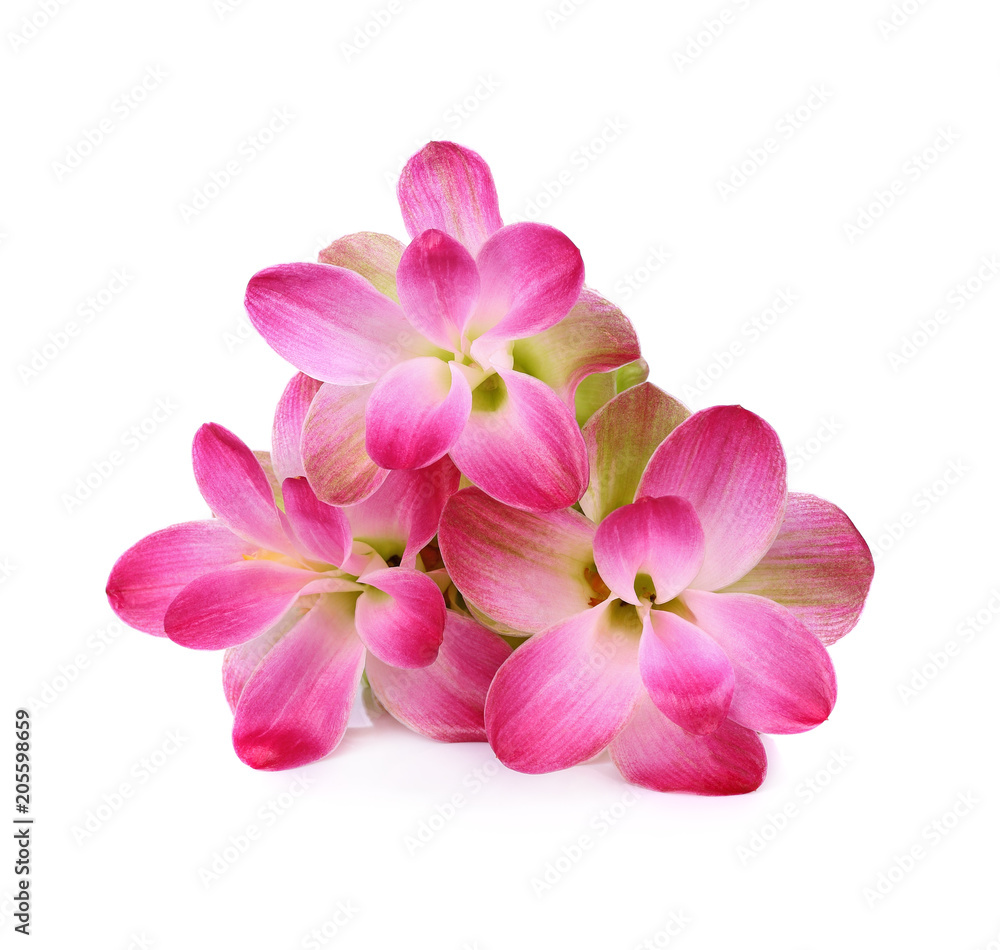 Obraz premium Curcuma sessilis flower isolate on white background.