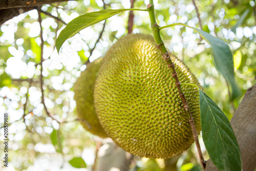 Jackfruit in thailand