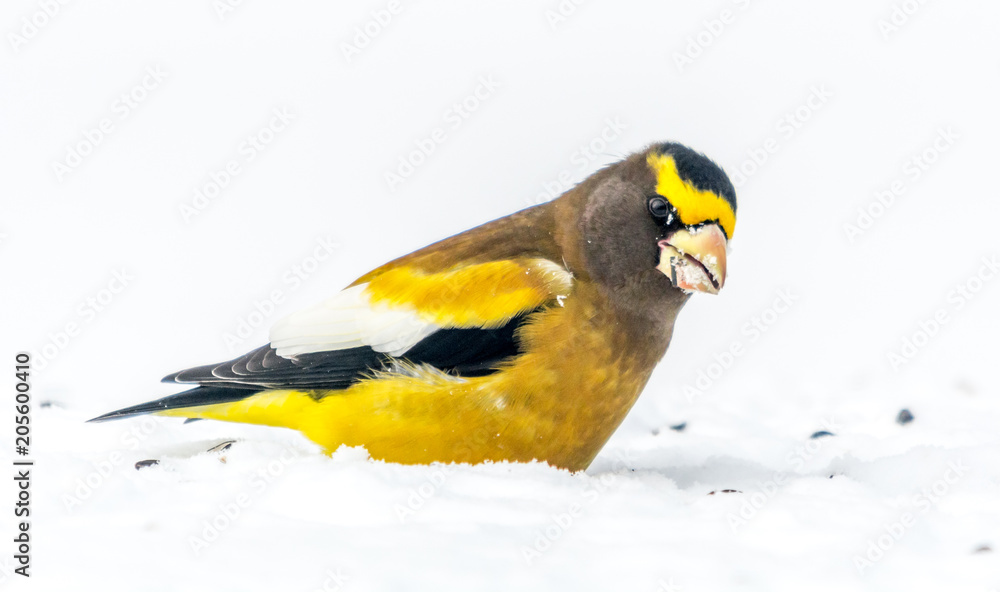 Obraz premium Male Evening Grosbeak.Bird Celebratig New Year by Minus Twenty Five Degrees Celsius