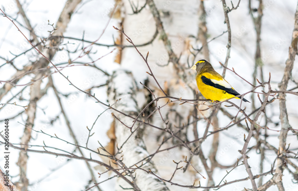 Fototapeta premium Male Evening Grosbeak.Bird Celebratig New Year by Minus Twenty Five Degrees Celsius