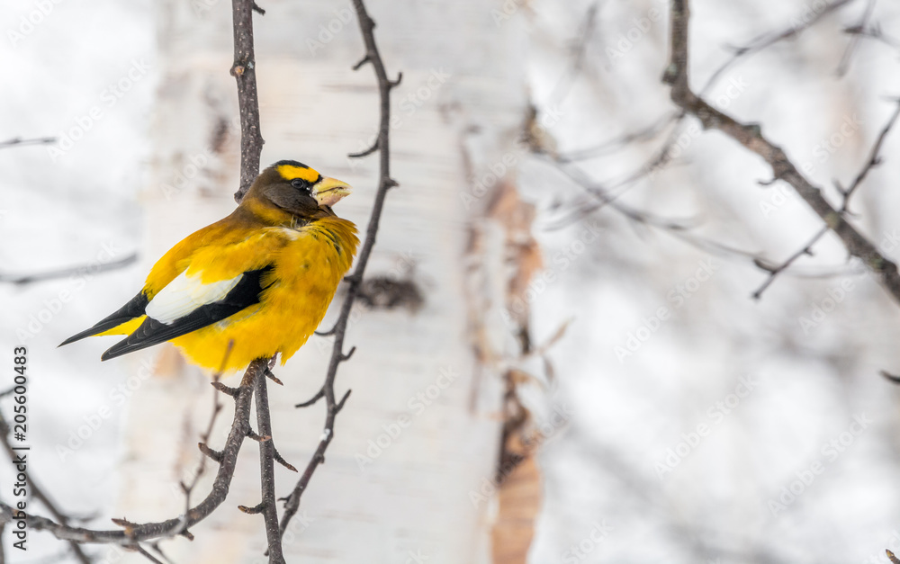 Fototapeta premium Male Evening Grosbeak.Bird Celebratig New Year by Minus Twenty Five Degrees Celsius