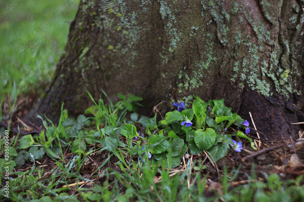 Fototapeta premium blue flowers under the tree