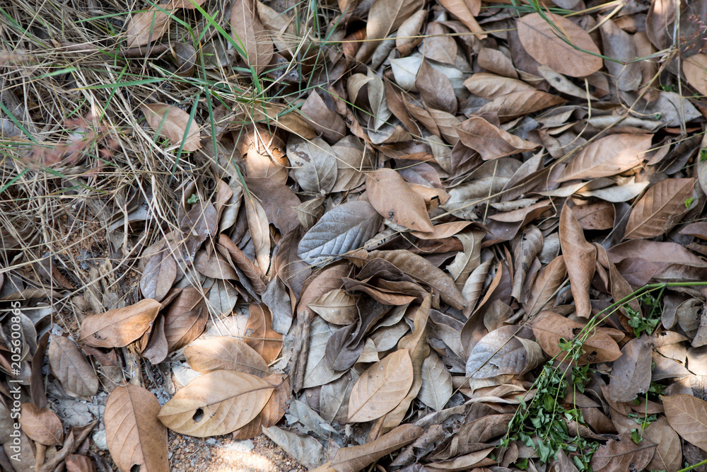 Ground Texture , Ground Texture ,