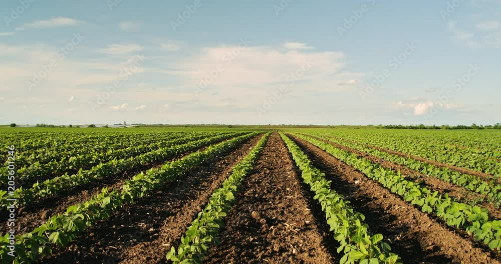 Green ripening soybean field, agricultural landscape Green ripening soybean field, agricultural landscape