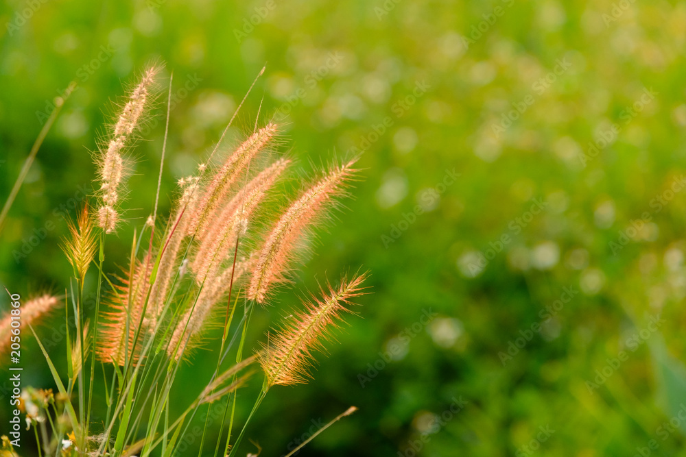 Obraz premium Flower grass in sunlight