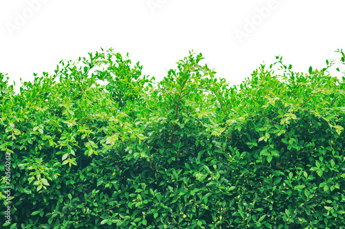 Fotografi Shrubbery, Green hedges, Shrubbery texture background, Exterior in natural style