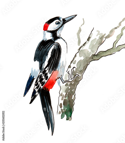Obraz na plátně Watercolor illustration of a woodpecker bird