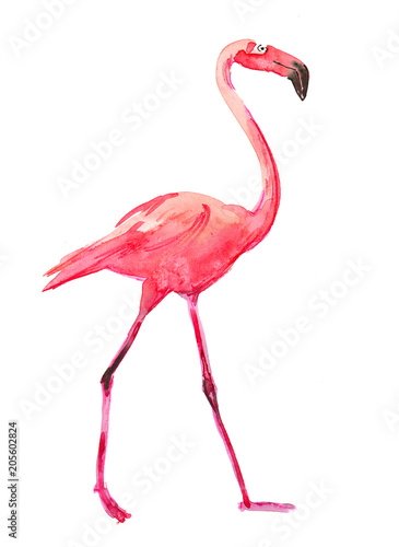 Watercolor sketch of a beautiful flamingo bird