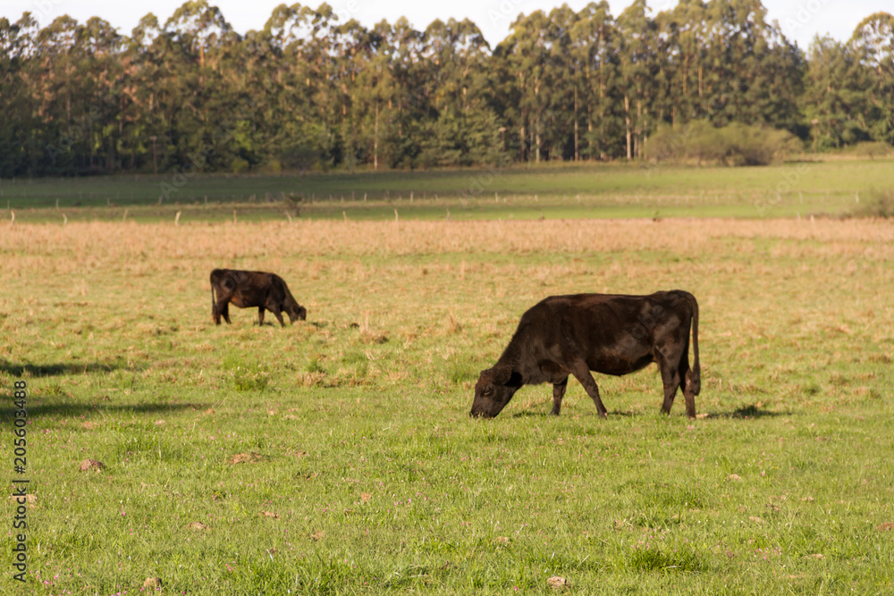 cows grazing in the green Argentine countryside