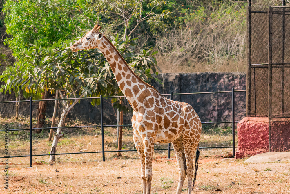 A close up view of giraffe standing at zoo in sunny day looking awesome. A close up view of giraffe standing at zoo in sunny day looking awesome.