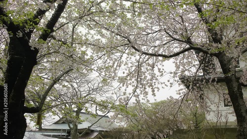 松前城の桜