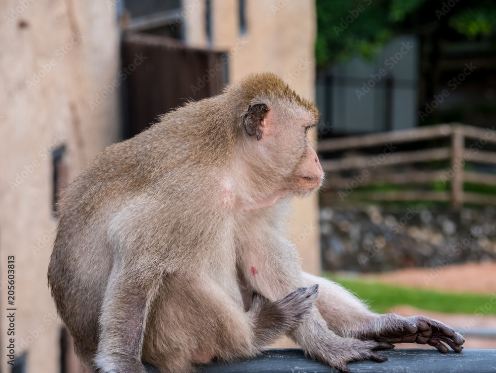 Naklejka premium Thai monkey (Macaque) in the cityclose up, Lopburi, Thailand.