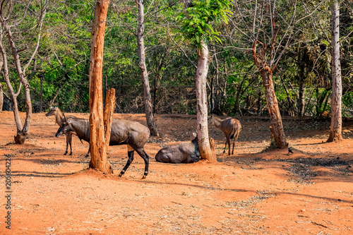 A group of nilgai deer at Indian national park, Visakhapatnam in sunny day.