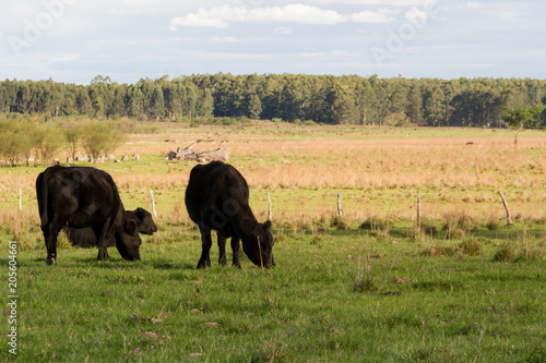 cows grazing in the green Argentine countryside