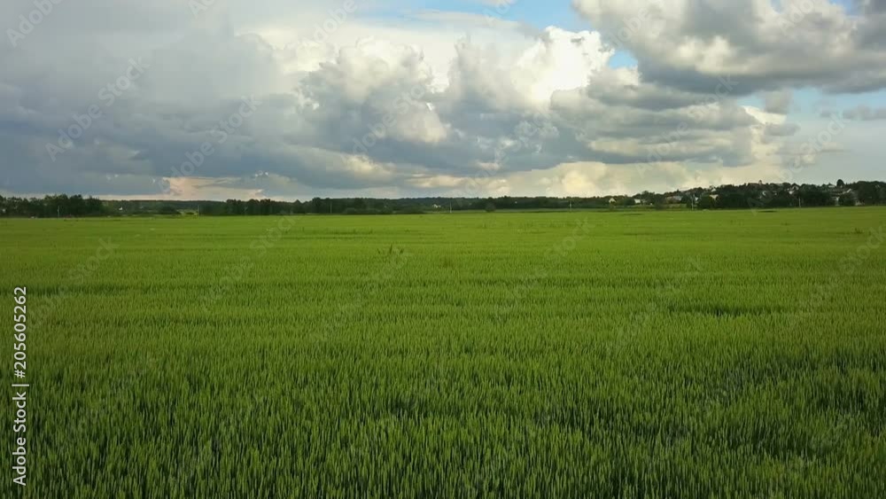 Aerial Drone Shot over Large Green Wheat Field against the background of the sky with beautiful clouds in sunny day Aerial Drone Shot over Large Green Wheat Field against the background of the sky with beautiful clouds in sunny day