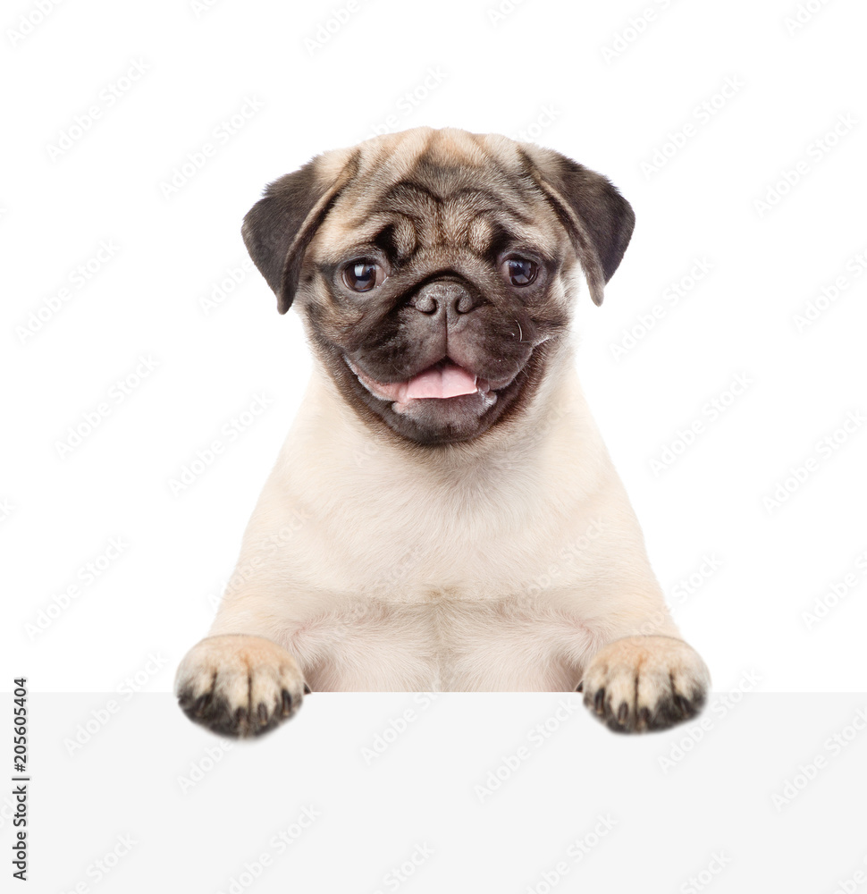 Obraz premium Pug puppy peeking above white board. isolated on white background