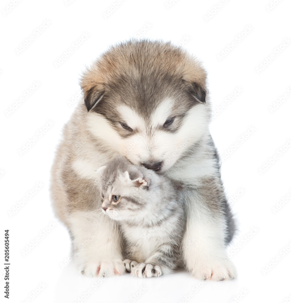 Puppy hugging and sniffing a kitten.  isolated on white background