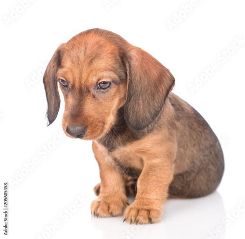 Sad dachshund puppy. isolated on white background © Ermolaev Alexandr