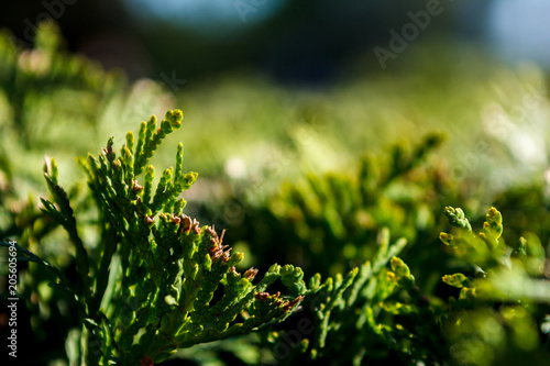 Green plant on a Dim background photo