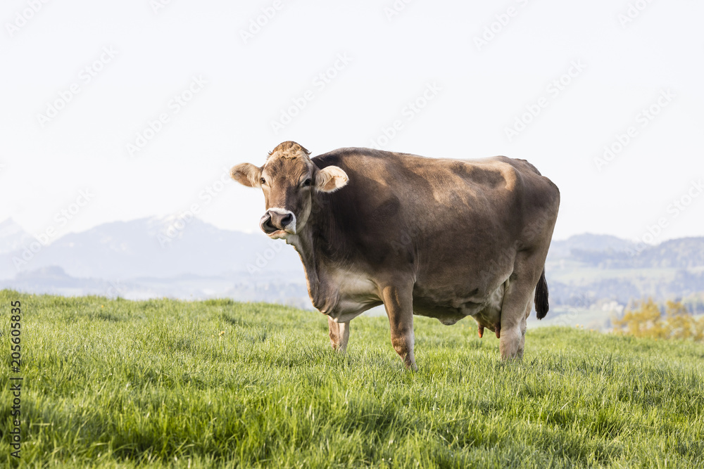 A big beautiful older cow of the breed Swiss Braunvieh licking its mouth with its tongue and stands on a spring morning in a meadow in the foothills of Switzerland
