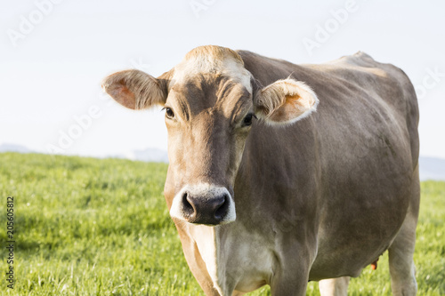 A young calf of the breed Swiss Brown cattle stands on a spring morning in a meadow in the foothills of Switzerland and looks curiously into the photographer s camera