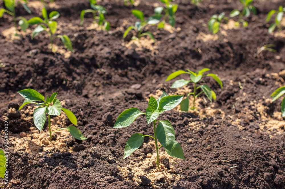 Saplings of paprika in the soil in the garden Saplings of paprika in the soil in the garden
