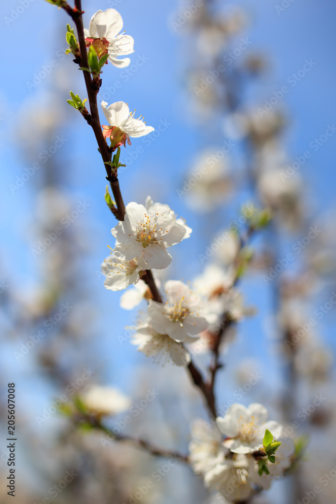 Flowers on the branches of a tree in the nature