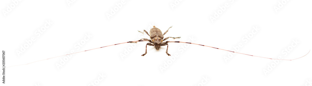 Beetle with big mustache on white background Beetle with big mustache on white background