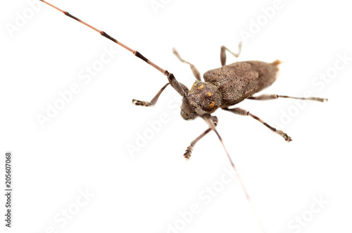 Beetle with big mustache on white background © schankz