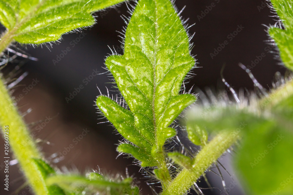 Green leaves on a sprout tomato. Green leaves on a sprout tomato.