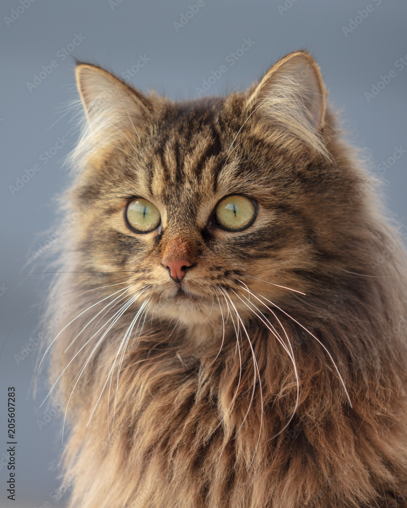 Portrait of a Maine Coon cat in nature