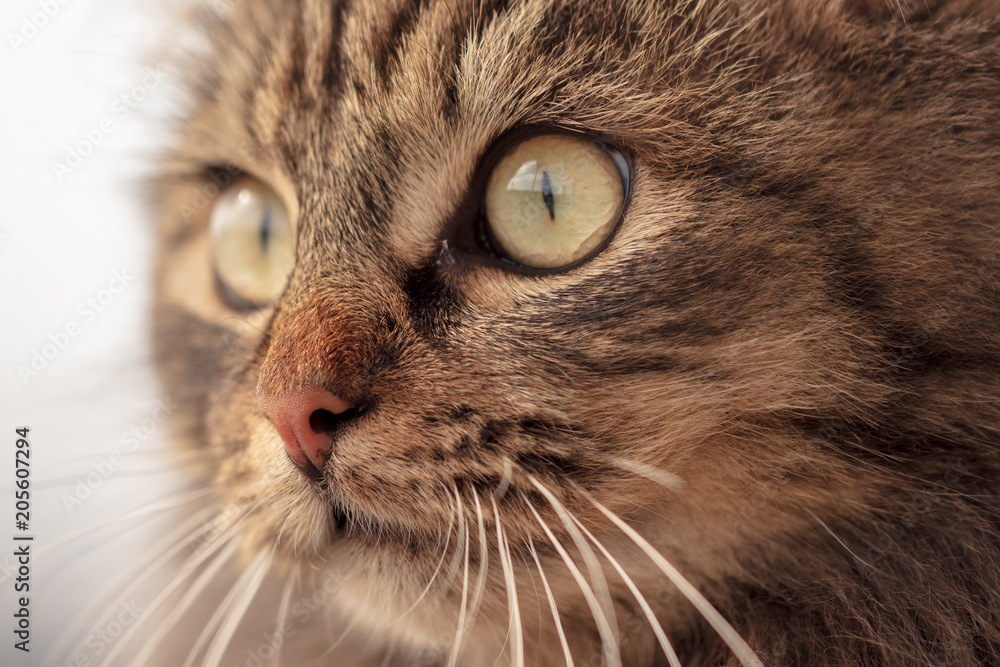 Portrait of a Maine Coon cat in nature Portrait of a Maine Coon cat in nature