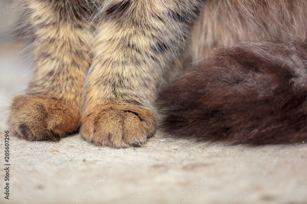 Paws on the cat on the ground Paws on the cat on the ground