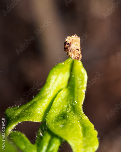 Green leaves on a sprout of paprika