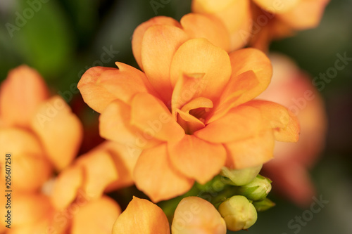 Orange flower on nature in spring