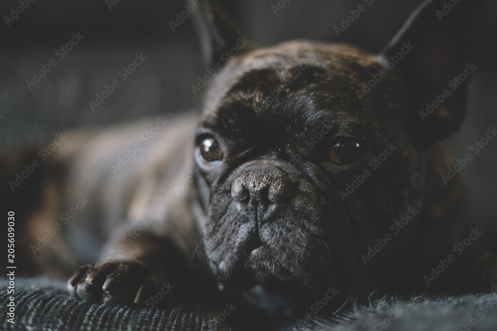 Fototapeta Dog French bulldog colored black tabby