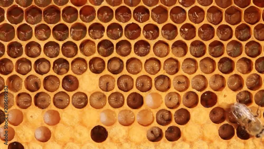 Larvae and cocoons bees.
Bee honeycombs are developing larvae of insects.
Larvae and cocoons bees.
Bee honeycombs are developing larvae of insects.