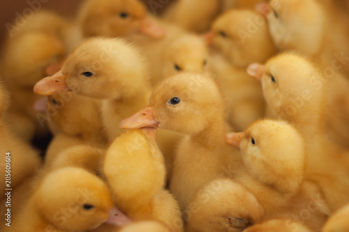 Group of yellow ducklings. Close-up photo of small baby ducks