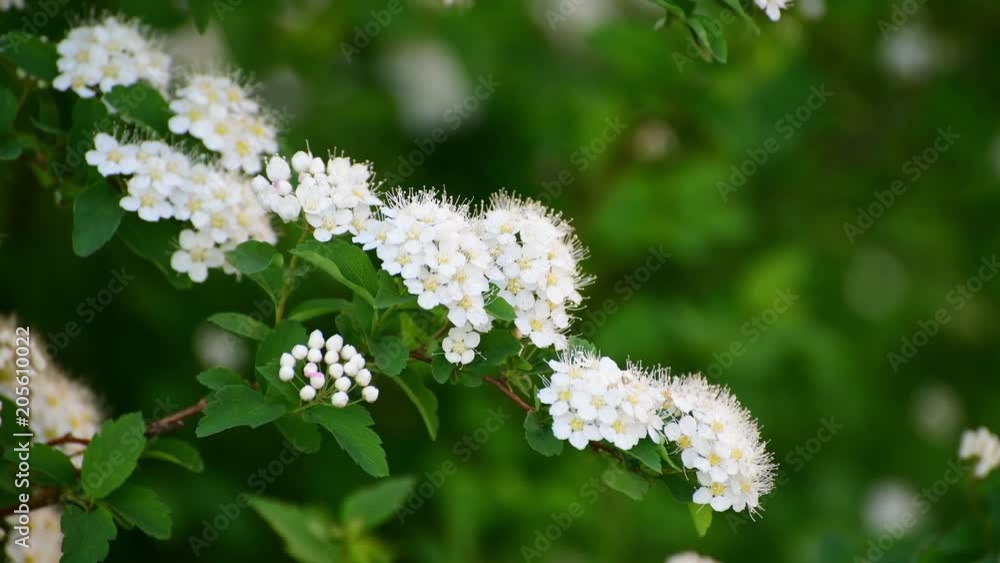 Sprig bush with white flowers in spring Sprig bush with white flowers in spring